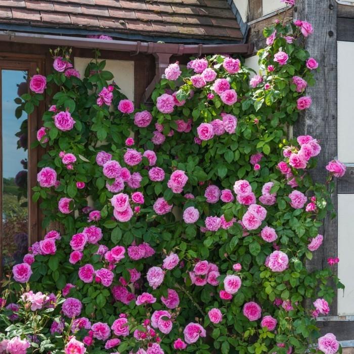 gertrude jekyll στη γωνία