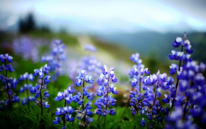 ζουν υγιή μπλε λουλούδια μικροσκοπικά γοητευτικά
