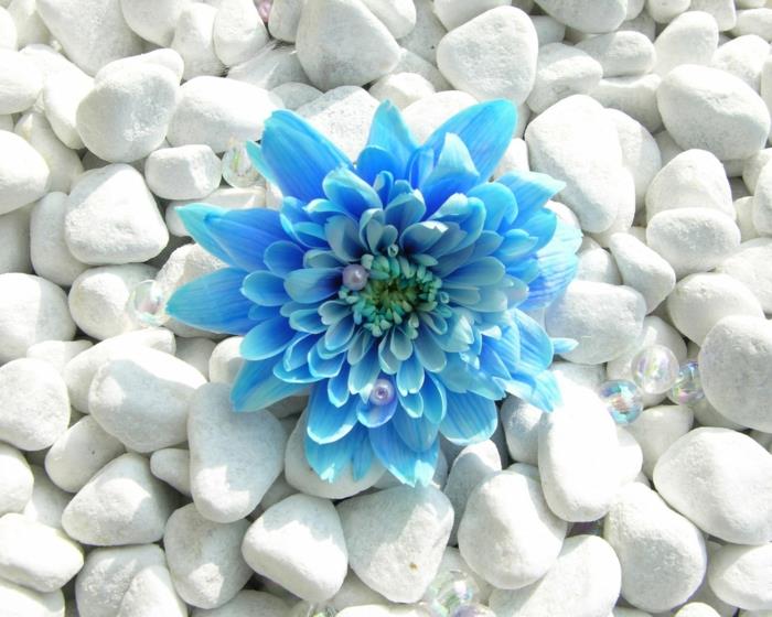 υγιεινή φυτοθεραπεία μπλε άνθος λευκές πέτρες