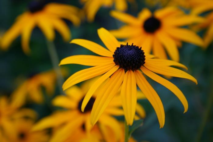 υγιεινή ζωή φυτοθεραπεία λουλούδι αποτέλεσμα κίτρινο