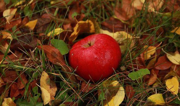 ιδέες για υγιεινή διατροφή μήλων