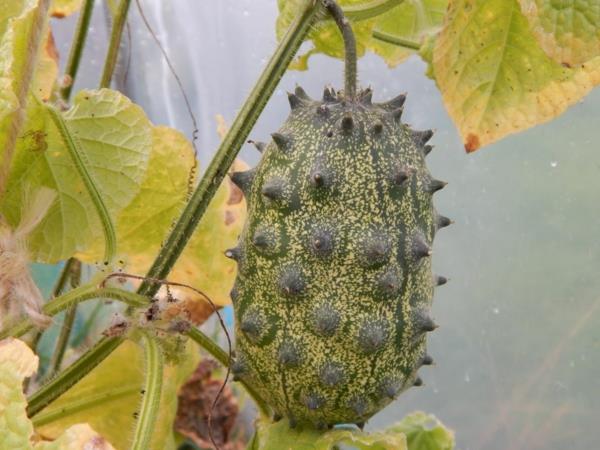 υγιεινό φρούτο kiwano