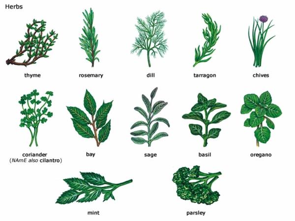 υγιή βότανα και φαρμακευτικά φυτά