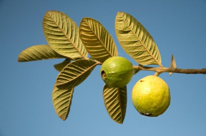 υγιή φρούτα ζουν υγιή γκουάβα το κυριότερο είναι τα υγιή φύλλα