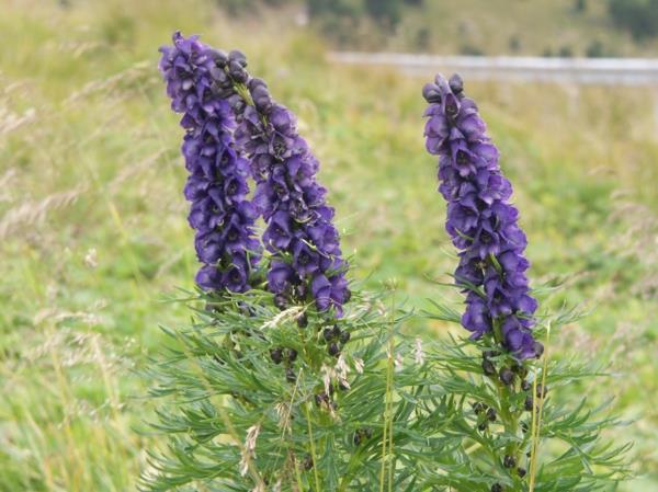 δηλητηριώδη φυτά κήπου δηλητηριώδη φυτά monkshood aconite