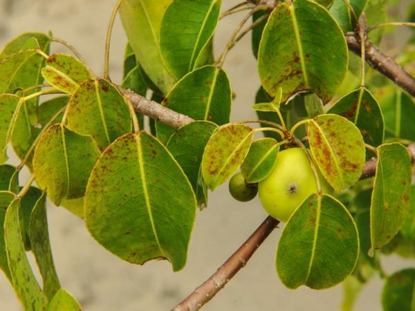 δηλητηριώδη φυτά κήπου δηλητηριώδη φυτά Manchinelbaum Hippomane mancinella