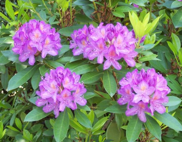 Δηλητηριώδη φυτά κήπου Δηλητηριώδη φυτά Pontic rhododendron Rhododendron ponticum