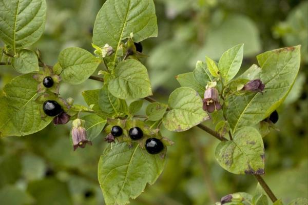 δηλητηριώδη φυτά κήπου δηλητηριώδη φυτά μαύρο θανατηφόρο nightshade Atropa belladonna