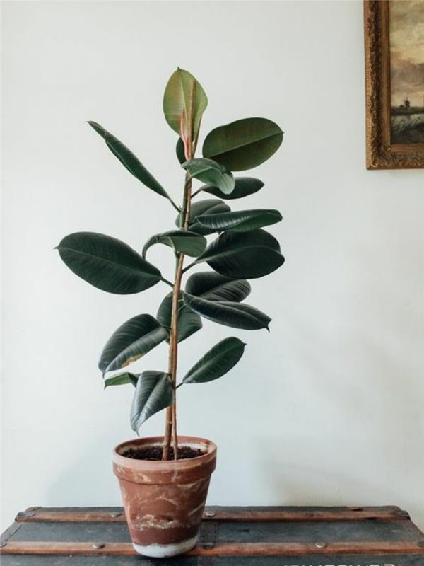 δηλητηριώδη φυτά σπιτιού Ficus elastica ελαστικό δέντρο