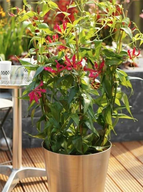 δηλητηριώδη φυτά σπιτιού Gloriosa superba κρίνος λουλουδιών