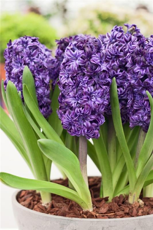 δηλητηριώδη φυτά σπιτιού Hyacinthus orientalis hyacinths