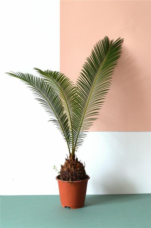 δηλητηριώδη φυτά εσωτερικού χώρου φοίνικα είδη sago palm