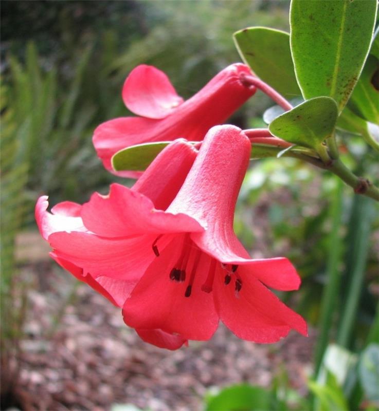 δηλητηριώδη φυτά εσωτερικού χώρου Rhododendron lochiae Rhododendron