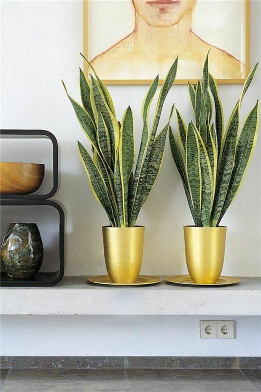 δηλητηριώδη φυτά εσωτερικού χώρου Sansevieria trifasciata τόξο κάνναβης