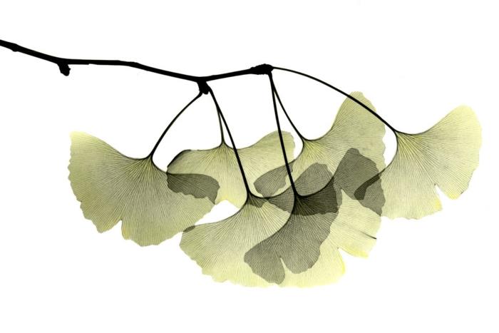 ginkgo biloba σχεδιασμός τοίχου λεπτή διακόσμηση τοίχου