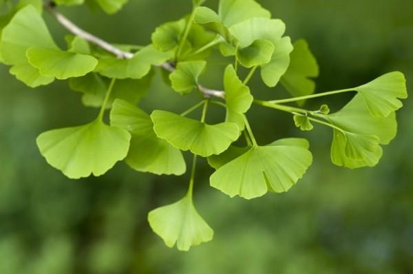 ginkgo house tree νέα είδη δέντρων