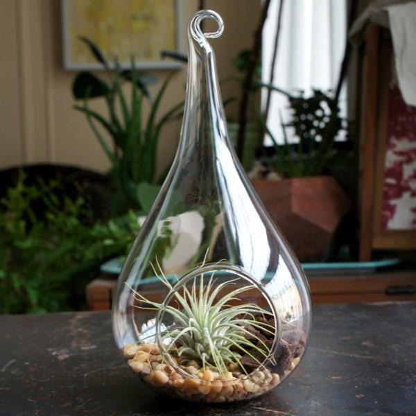 γυαλί υπέροχο σχήμα φυτά terrarium