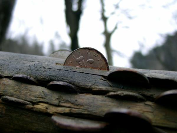 τυχερή γοητεία που σημαίνει νομίσματα κορμός δέντρου
