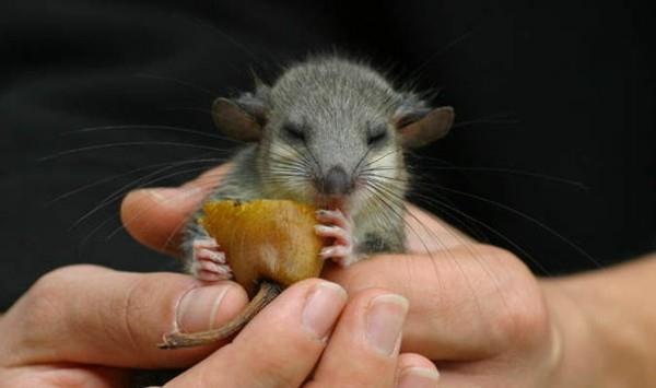 ο κοιτώνας glis glis πωλεί φυσικά προϊόντα