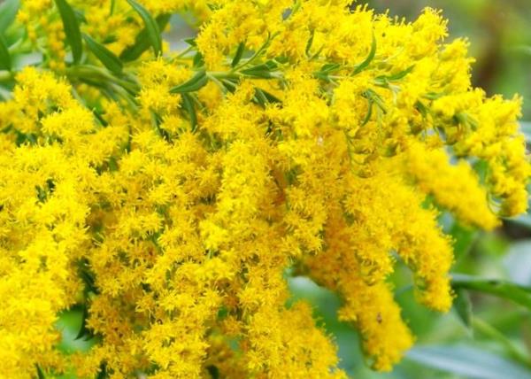 προδιαγραφές Goldenrod Solidago. πολυετείς φιλικές προς τις μέλισσες