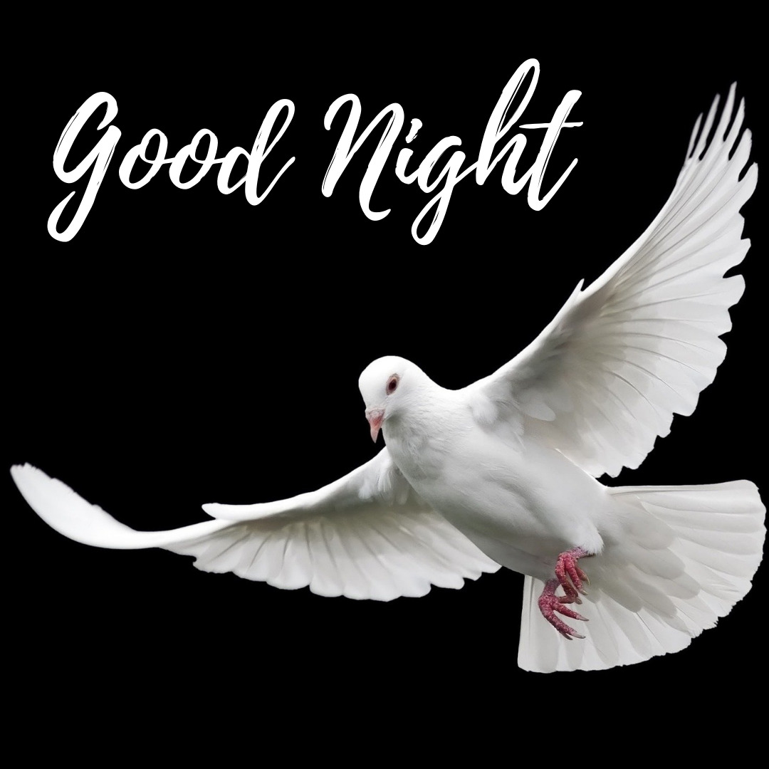 Güvercin İyi Geceler Resimleri