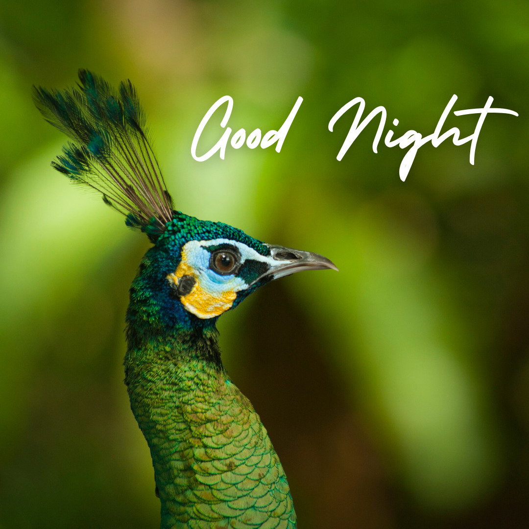 Tavus Kuşu İyi Geceler Görüntüleri