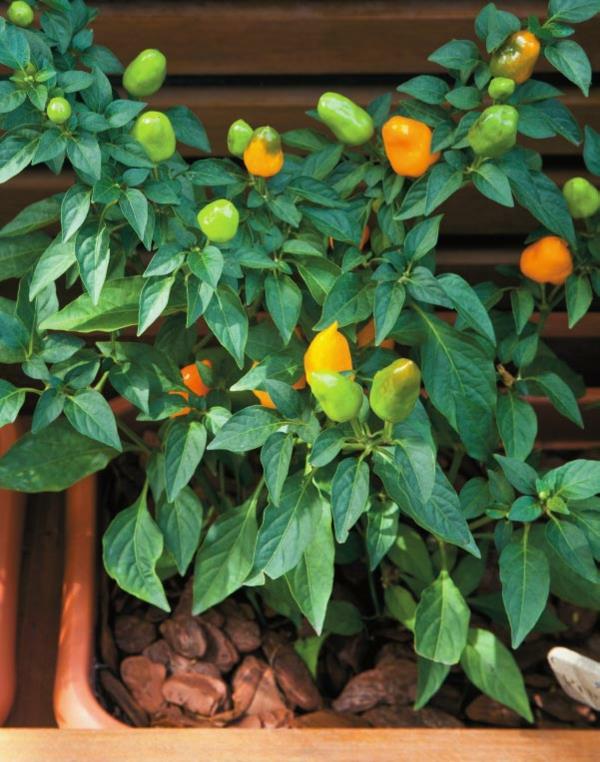 Φυτέψτε πράσινες πιπεριές