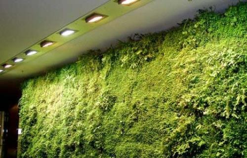 πράσινα φυτά επίπεδο ζωντανό τοίχο