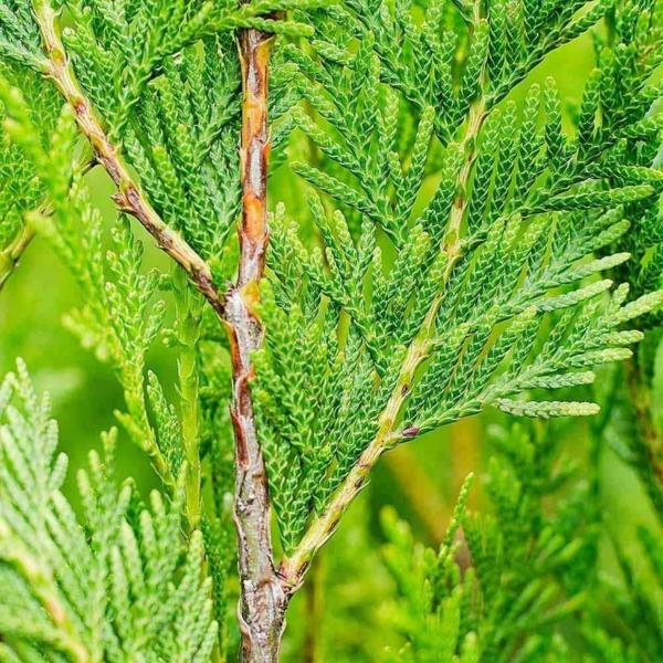 πράσινοι βλαστοί φράκτης thuja