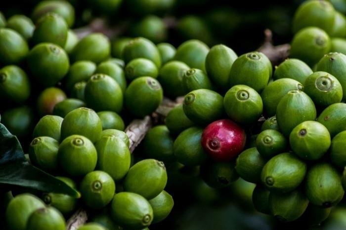 πράσινος καφές υγιής απώλεια βάρους καφέ θάμνος πράσινοι κόκκοι
