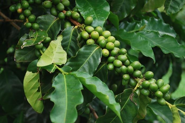 πράσινο καφέ υγιή απώλεια βάρους srrauch φρούτα