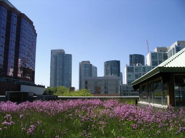 ουρανοξύστης πράσινης στέγης μοβ λουλούδια