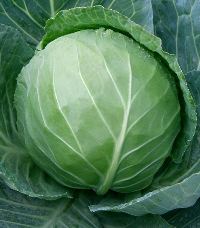 τρώτε πράσινα λαχανικά υγιεινά επιλέξτε σωστά το λευκό λάχανο