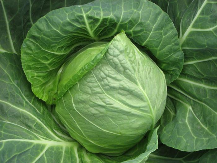 πράσινα λαχανικά λευκό λάχανο ποικιλία λαχανικών τρώτε υγιεινά