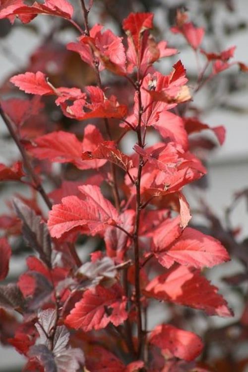 υπέροχο φυτό για τον κήπο σας φλογερά κόκκινα φύλλα