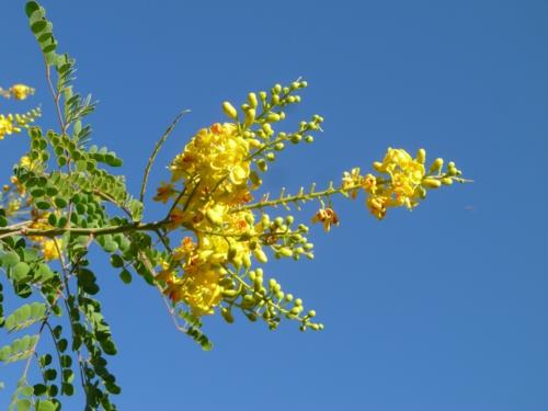 μεγάλο φυτό δέντρο κίτρινα πάντα πράσινα λουλούδια