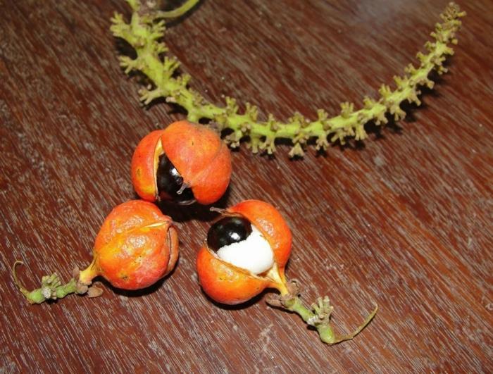 γκουαρανά σκόνη συγκομιδή φρούτων φλούδα σε σχήμα ματιού