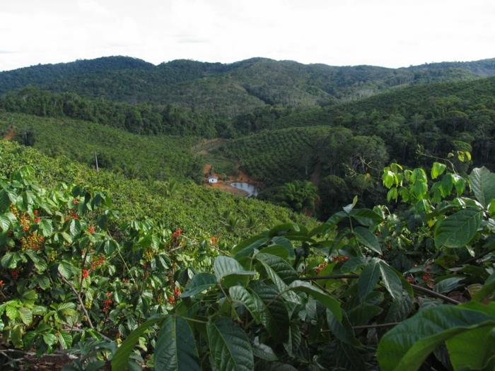 γκουαρανα σε σκόνη plangege φυτά της Βραζιλίας