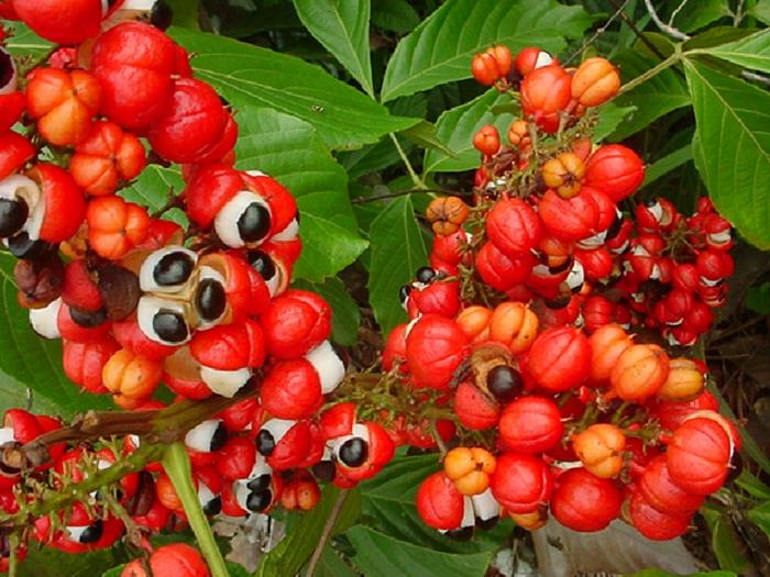 σκόνη γκουαράνα κόκκινες φλούδες φυτό ώριμα φρούτα