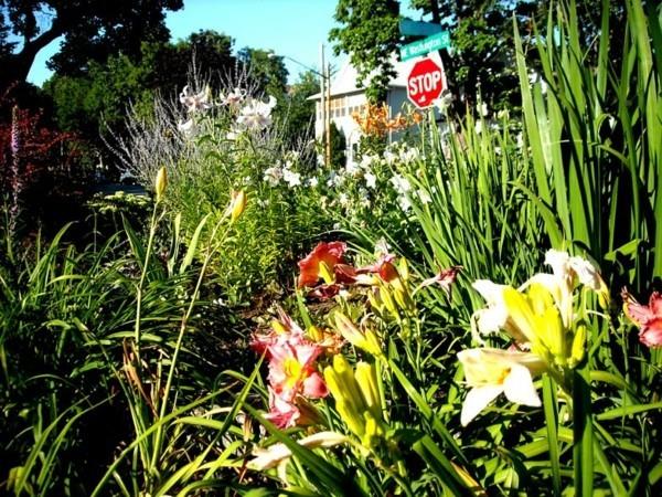 αντάρτικη κηπουρική Φύτευση λουλουδιών και φυτών με βόμβες σπόρων