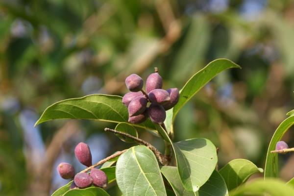 haritaki terminalia chebula υγιές φυτό