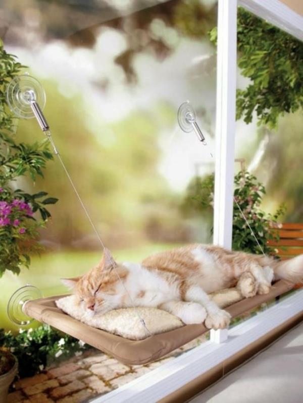 οικιακή γάτα που περιποιείται τα έπιπλα των κρεβατιών από το παράθυρο