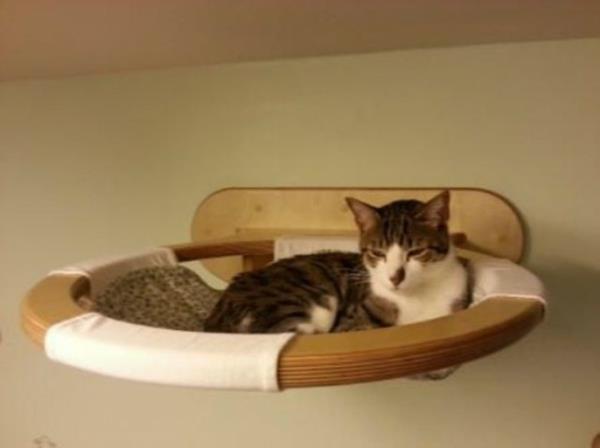 οικιακή γάτα που περιποιείται γατάκια έπιπλα κρεβάτι τοίχο