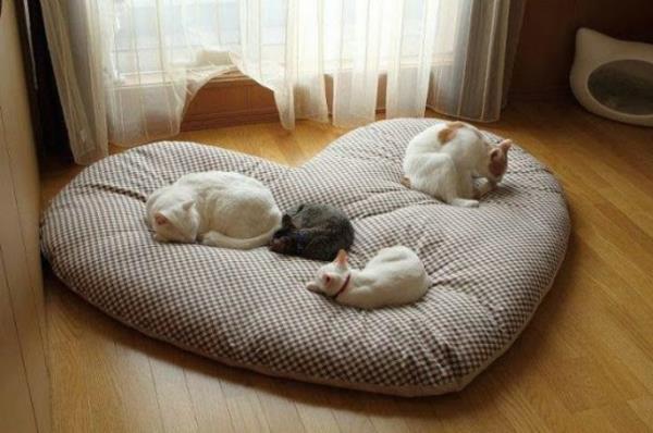 εγχώριες γάτες που περιποιούνται γάτες έπιπλα κρεβάτια μαξιλάρια σχήμα καρδιάς
