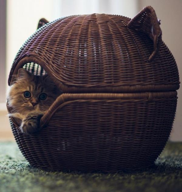 γάτες σπιτιού που περιποιούνται γάτες έπιπλα κρεβάτι καλάθι μπαστούνι
