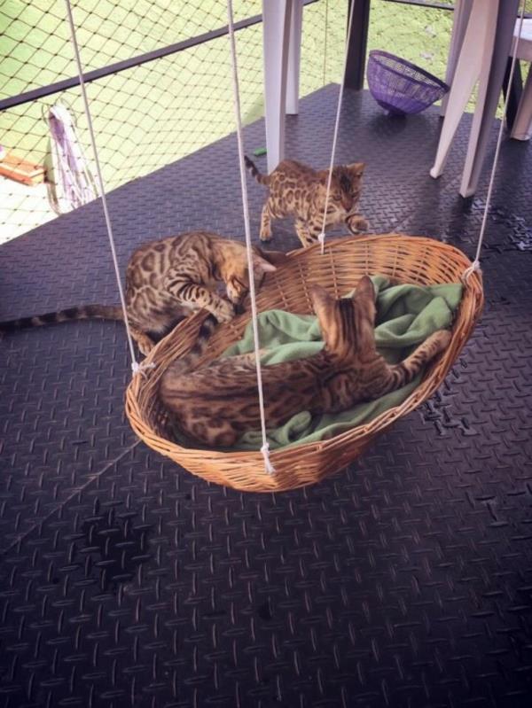 οικιακές γάτες που περιποιούνται τις γάτες καλάθι κρεβατιών