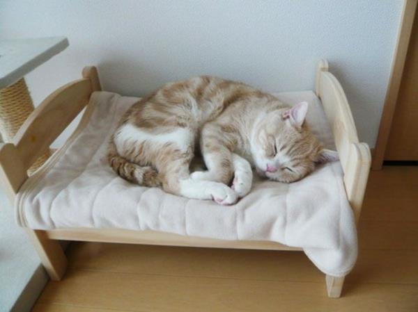 σπίτι γάτα περιποιηθείτε γάτες έπιπλα κρεβάτι φτιάξτε το δικό σας ξύλο