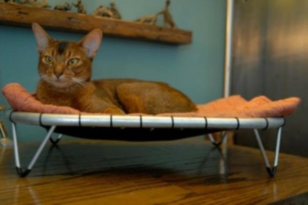σπίτι γάτα περιποίηση γατών τραπέζι έπιπλα τραμπολίνο