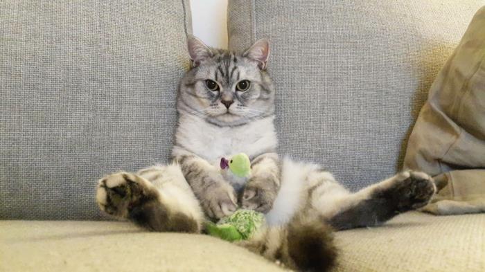 εγχώριες γάτες στάση αστείες γάτες εικόνες γάτα στον καναπέ