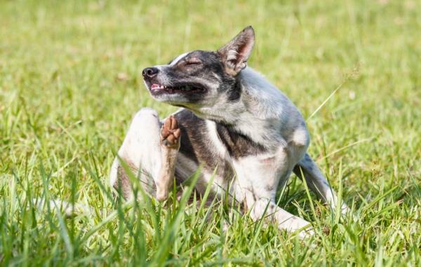 σπιτικές θεραπείες για τσιμπούρια σε σκύλους